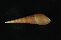 藏品(錐蜷)的圖片